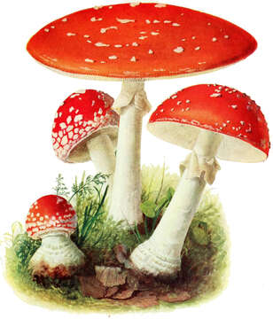 Image of Fly agaric