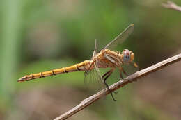 Image of Epaulet Skimmer