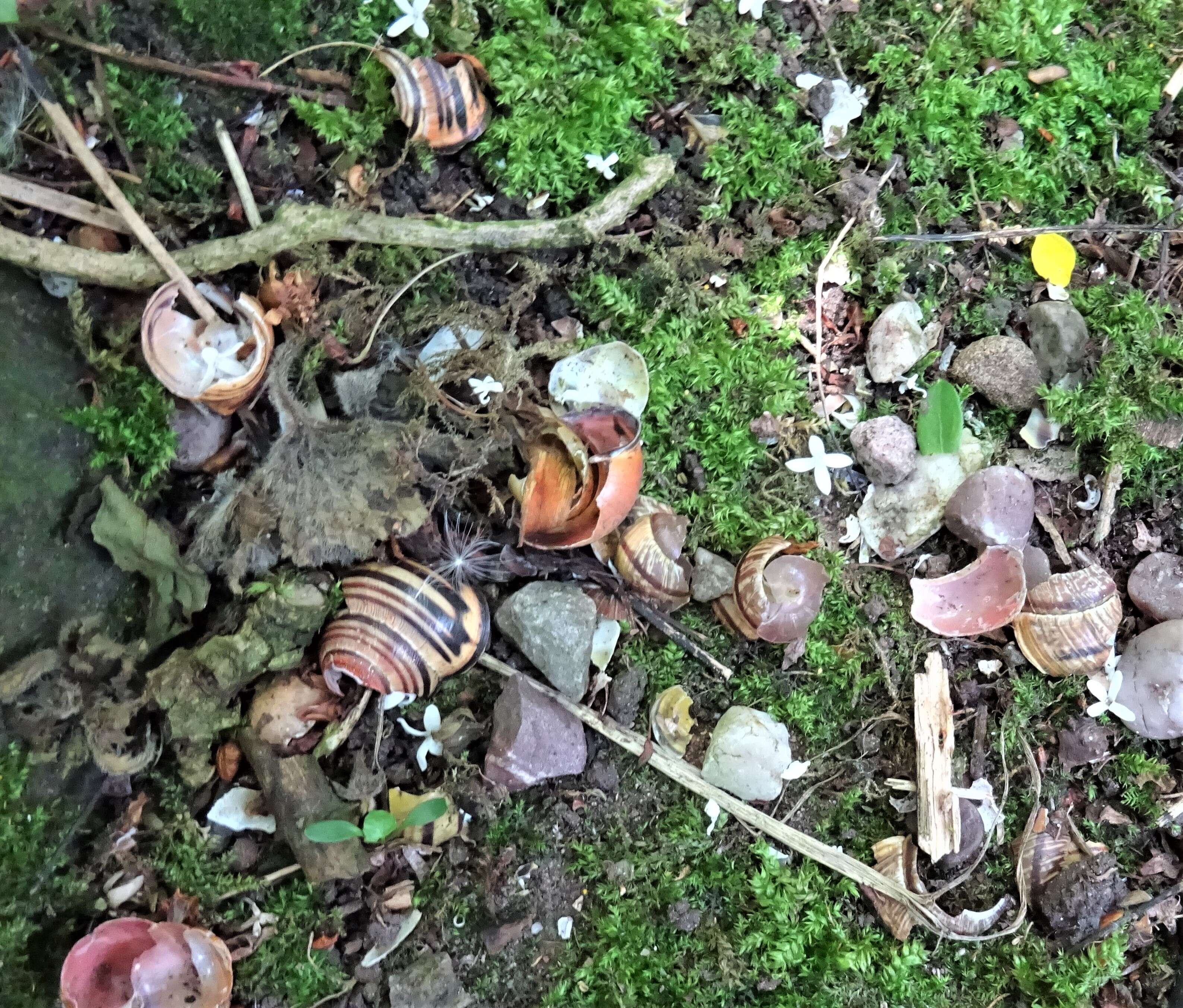 Image of Brown Lipped Snail