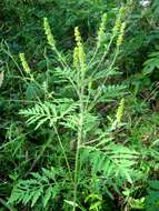 Image of annual ragweed