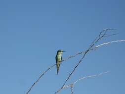 Image of Blue-cheeked Bee-eater