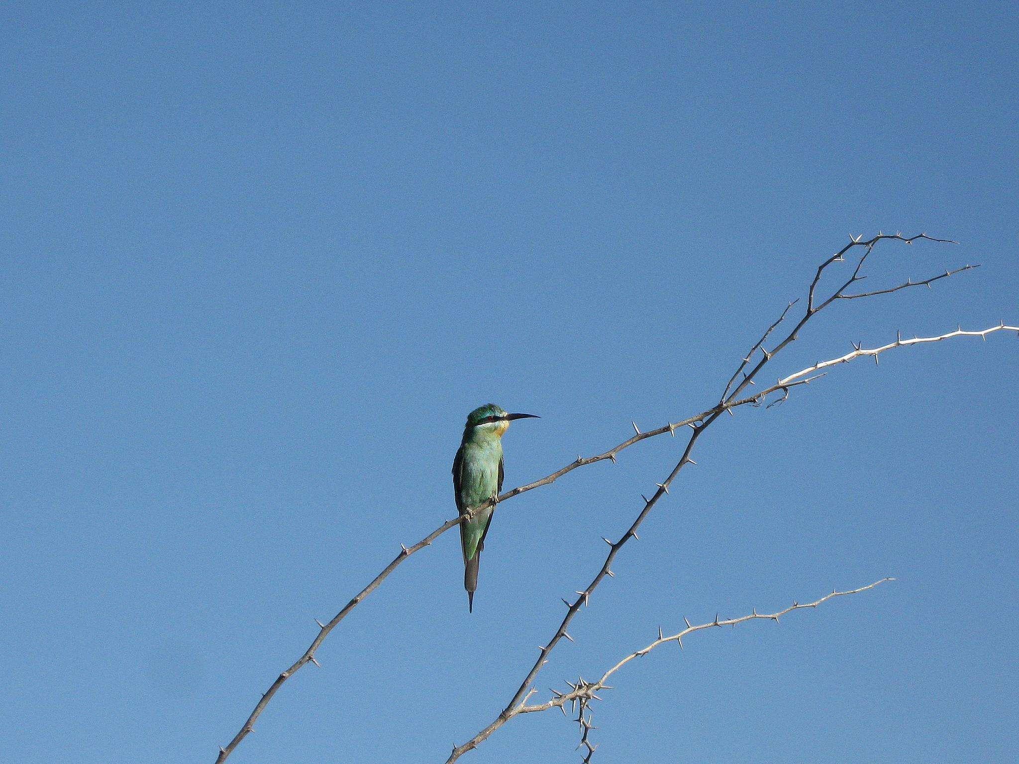 Image of Blue-cheeked Bee-eater