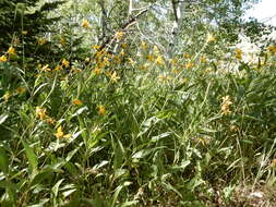 Sivun Helianthella uniflora (Nutt.) Torr. & A. Gray kuva