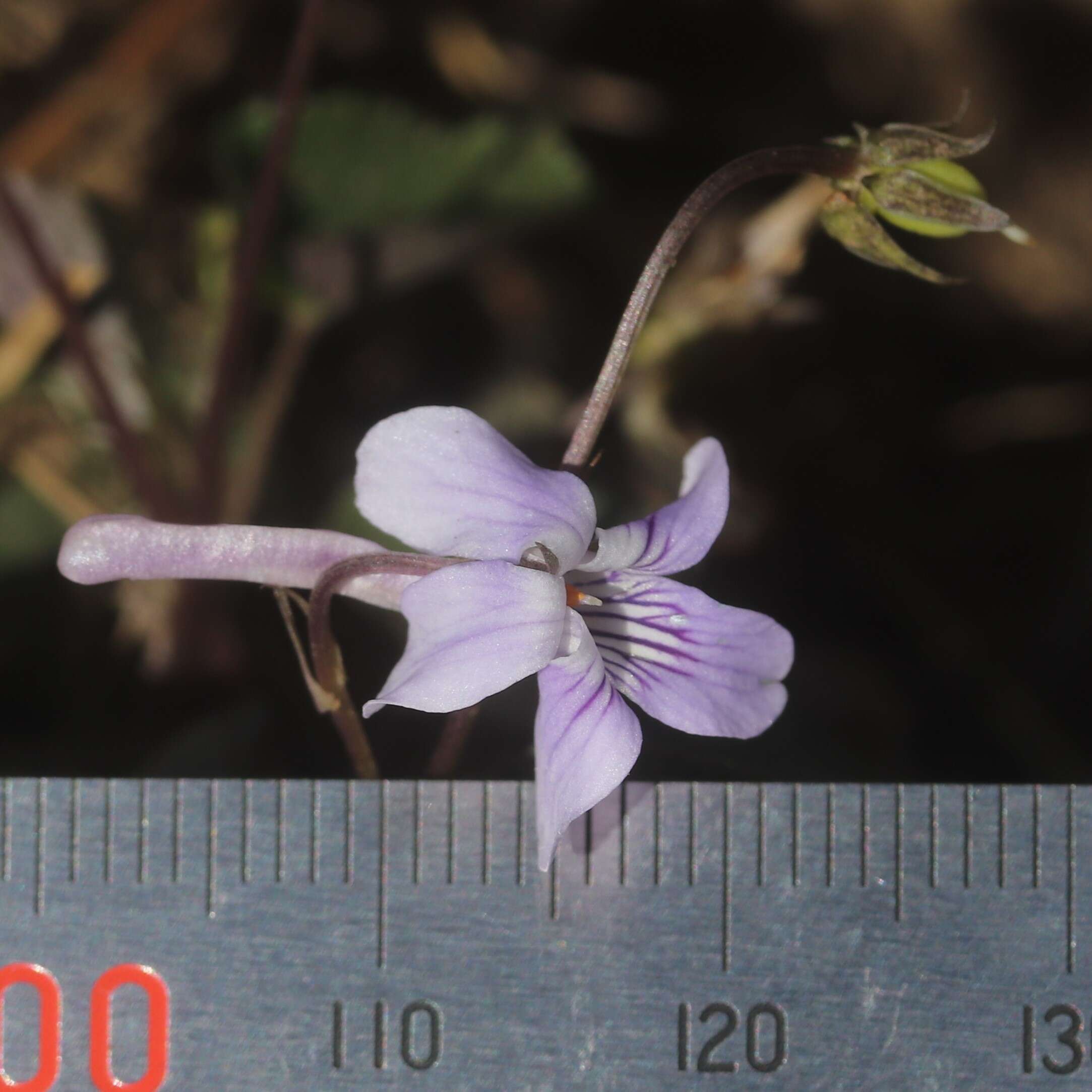 Imagem de Viola rostrata Pursh