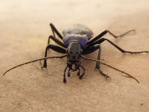 Image of Blue Ground Beetle