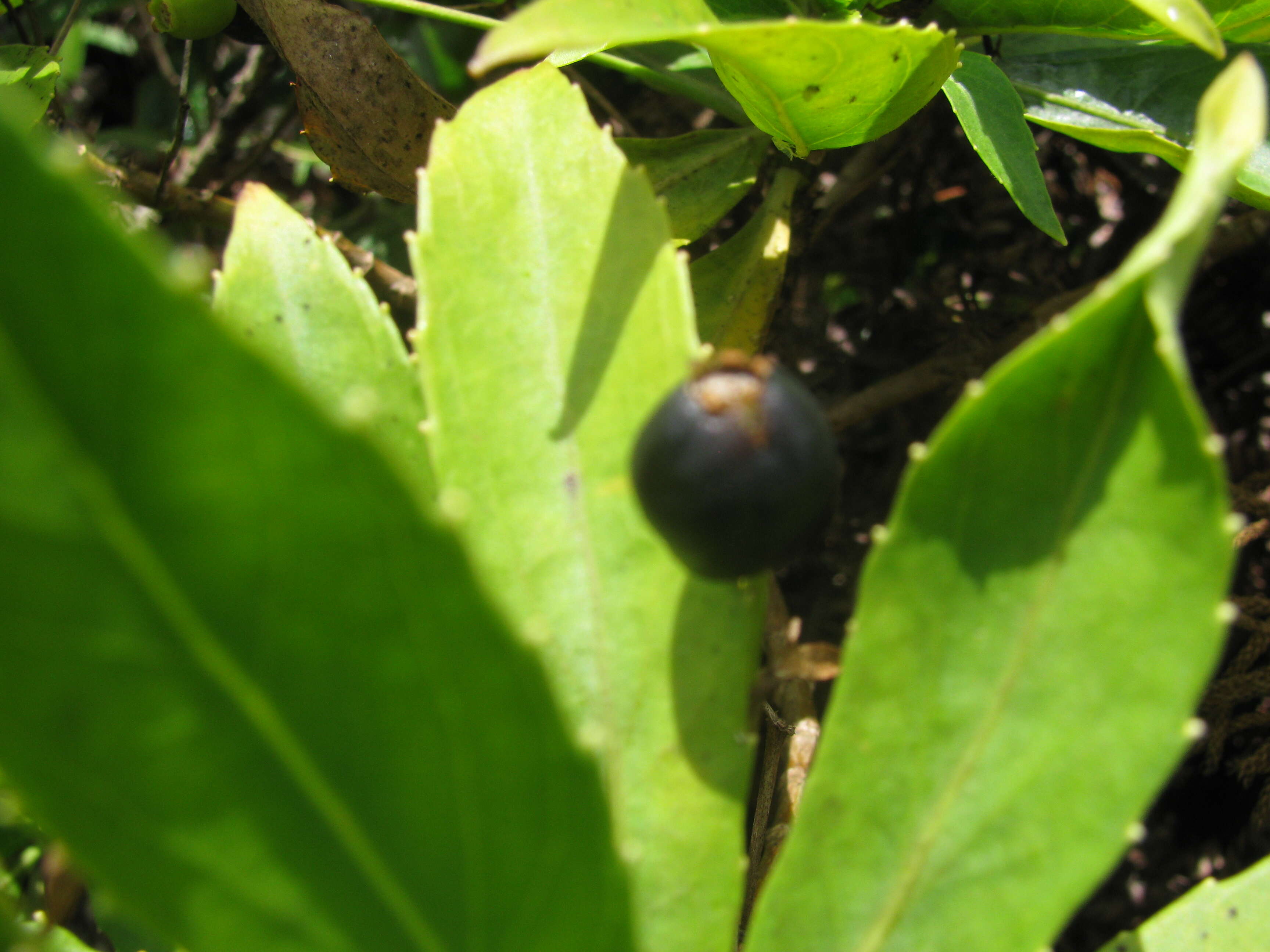 Imagem de Scaevola chamissoniana Gaud.