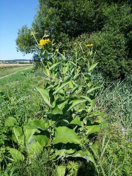 Image of Elecampane