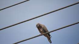 Image of Eared Dove