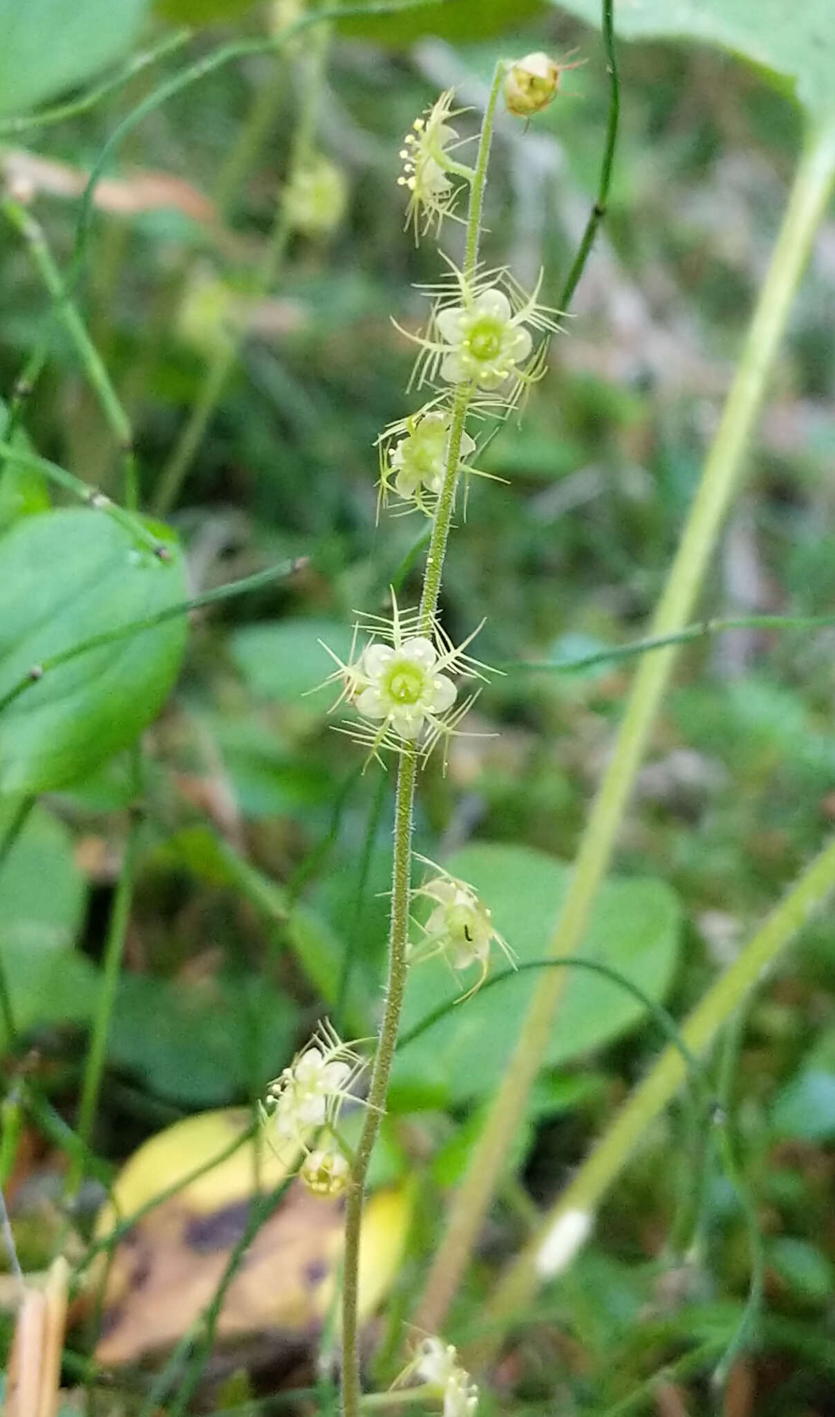 Image of naked miterwort