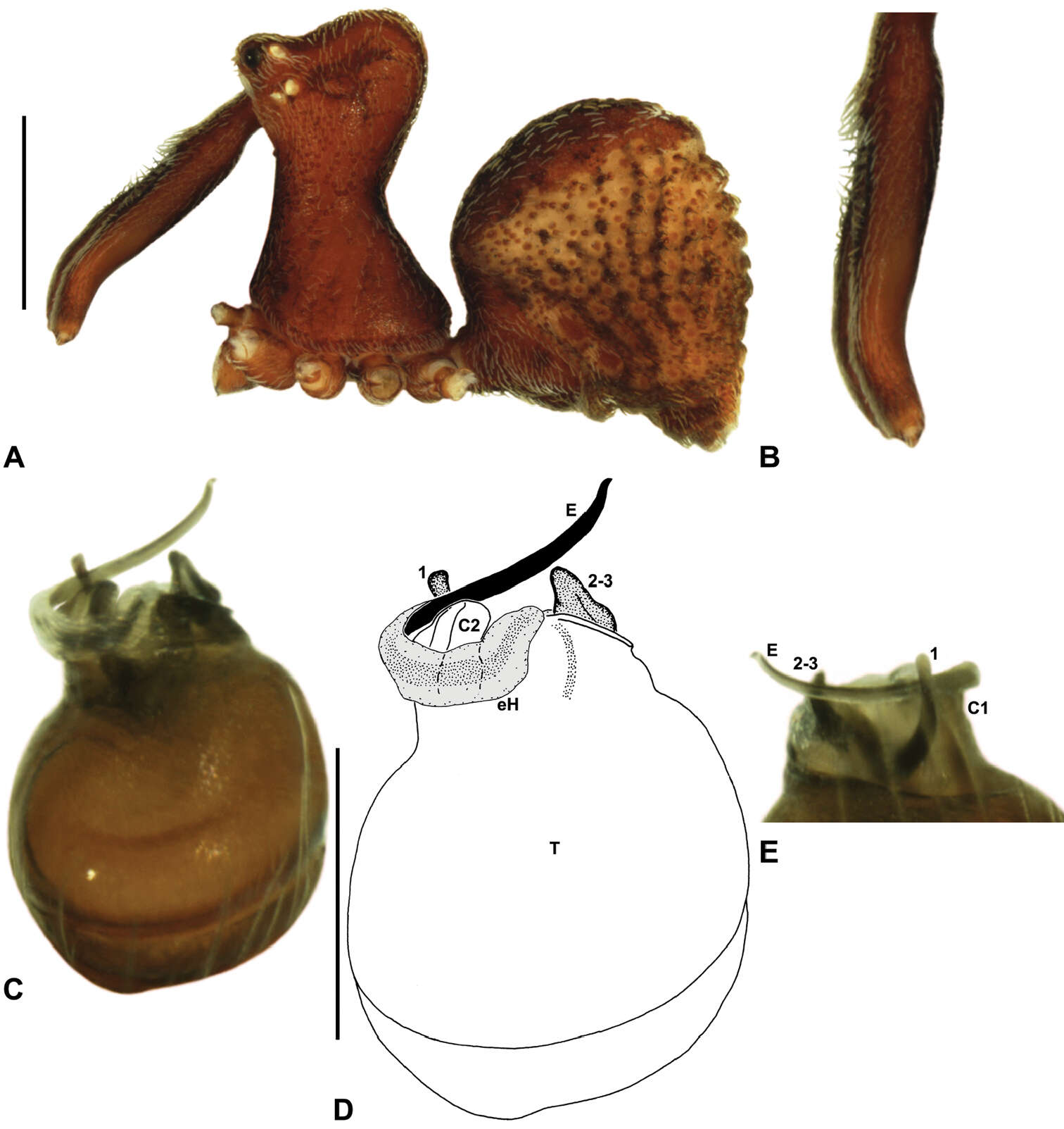 Image of Zephyrarchaea porchi Rix & Harvey 2012