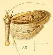 Image of Protolychnis marginata