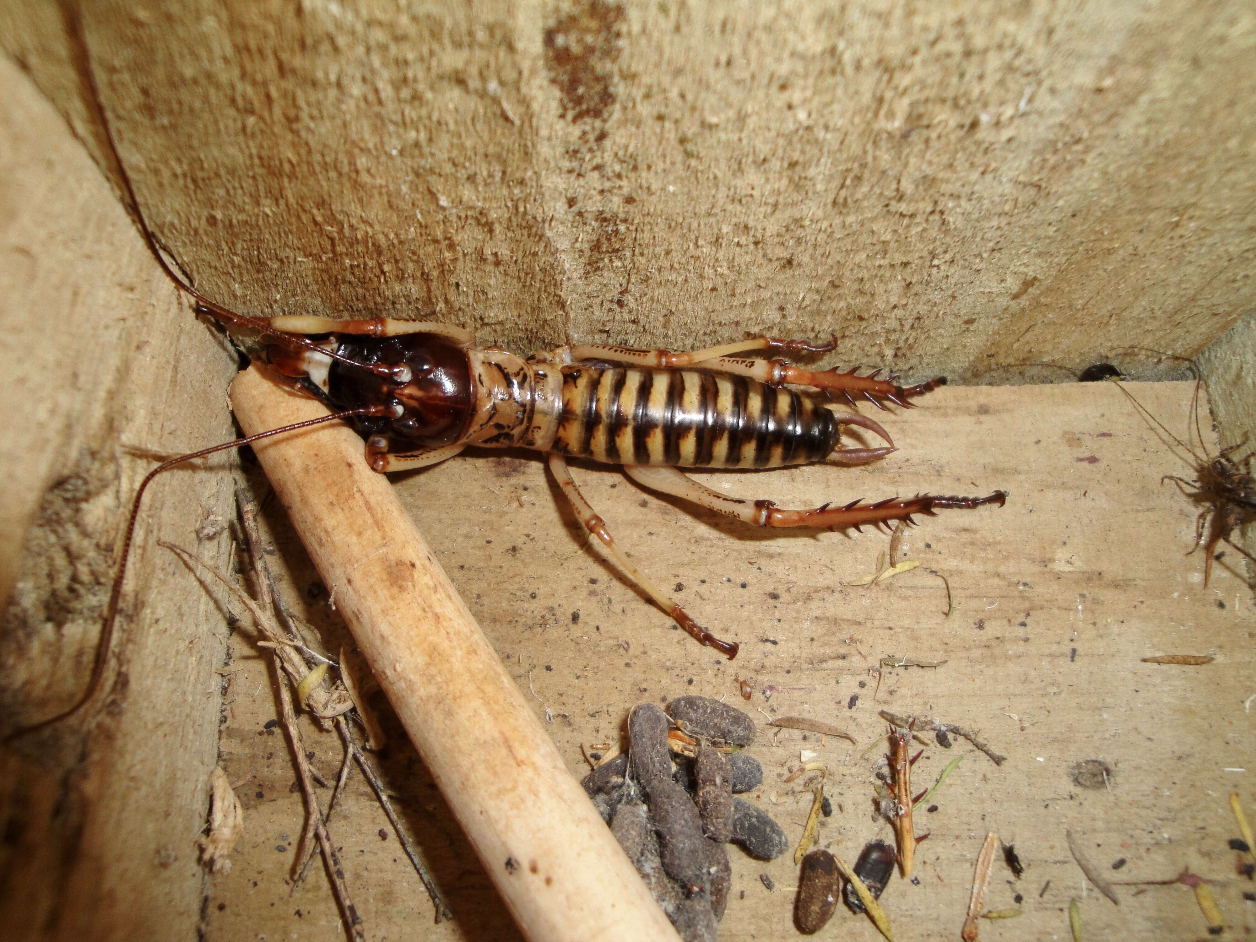 Image of Hemideina trewicki Morgan-Richards 1995