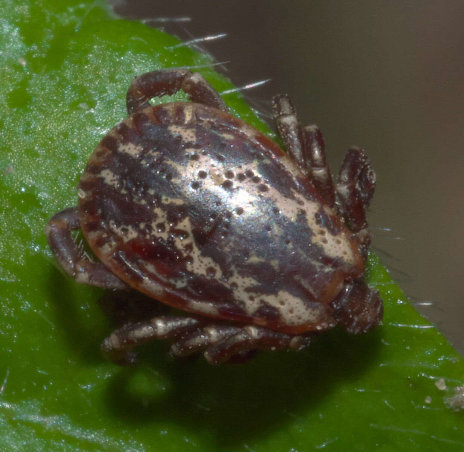 Image of American dog tick