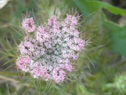 Image of Queen Anne's lace