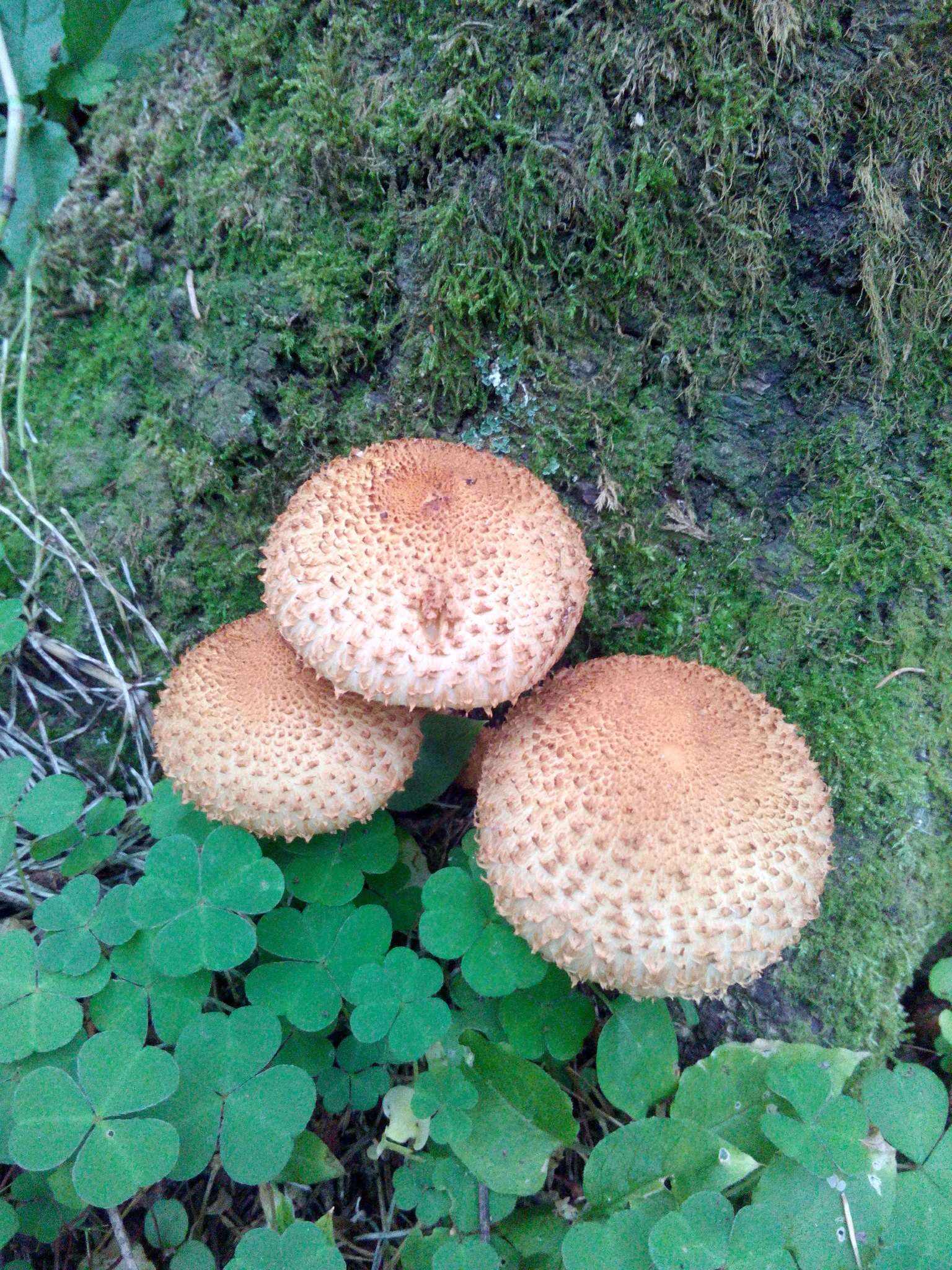 Pholiota squarrosa (Vahl) P. Kumm. 1871 resmi