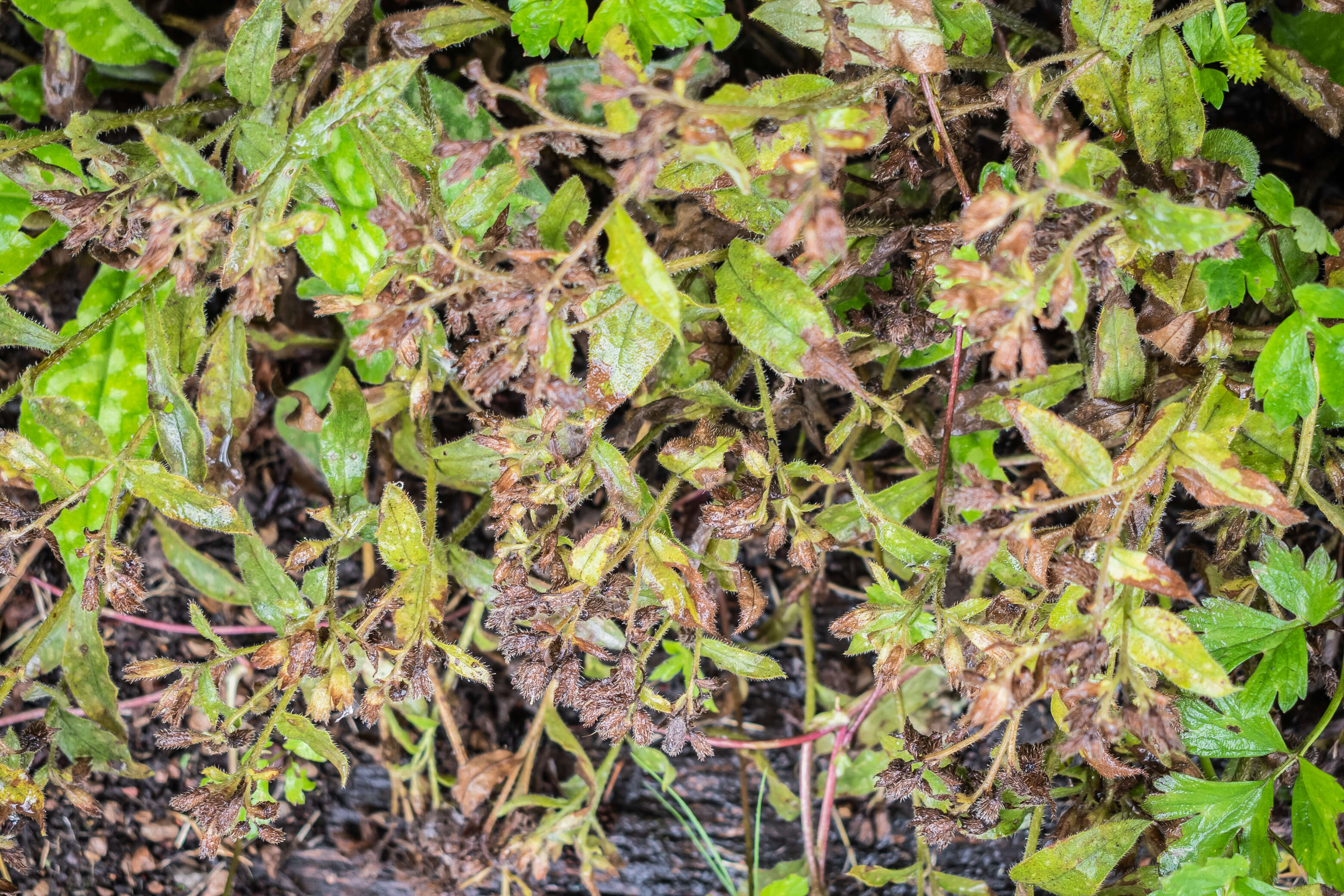 Image of Pulmonaria longifolia (Bast.) Boreau