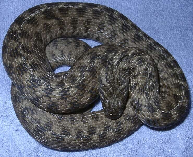 Image of Viperine Snake