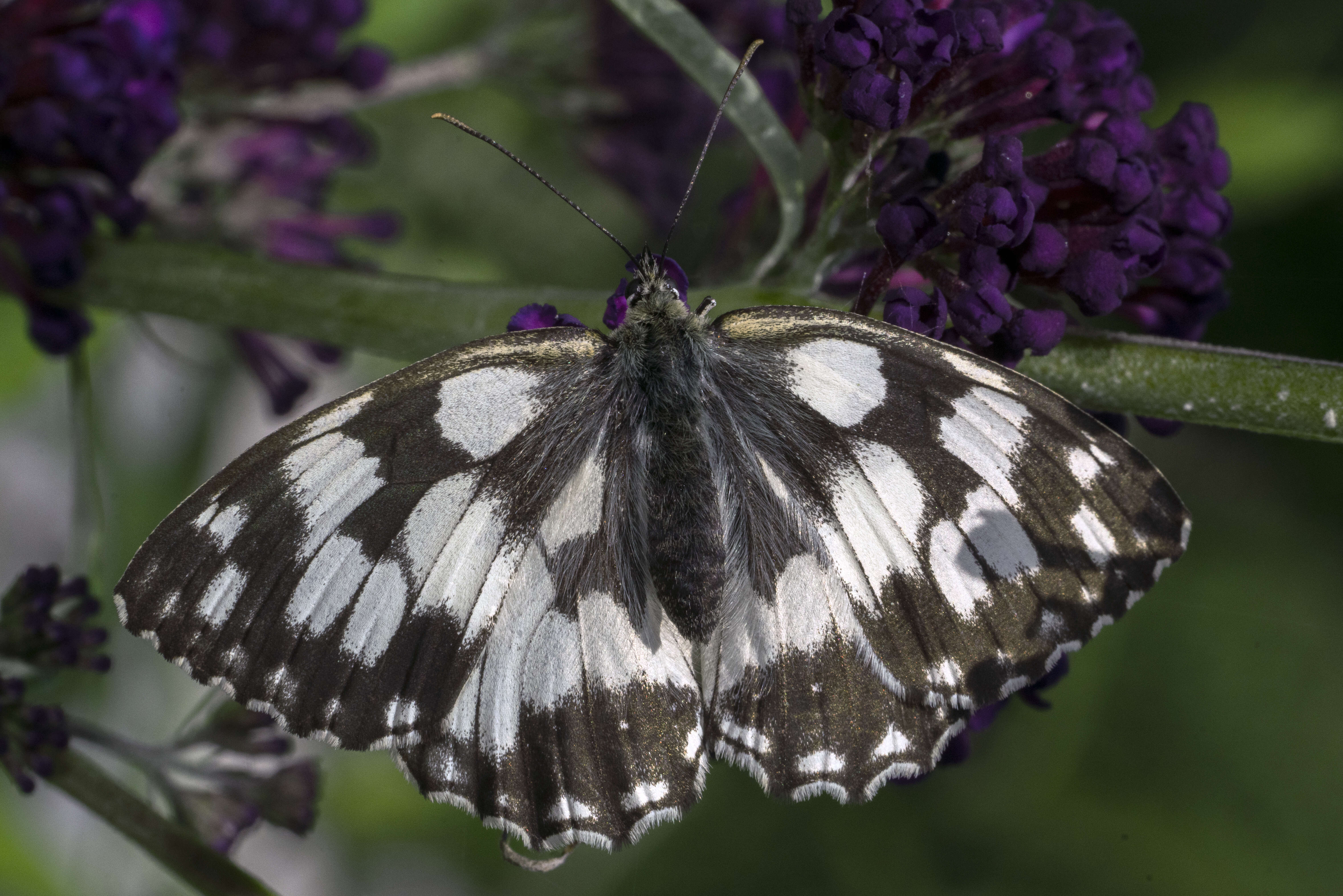 Image of marbled white