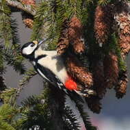 Image of Great Spotted Woodpecker