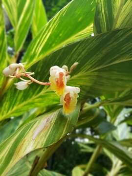 Image of Alpinia