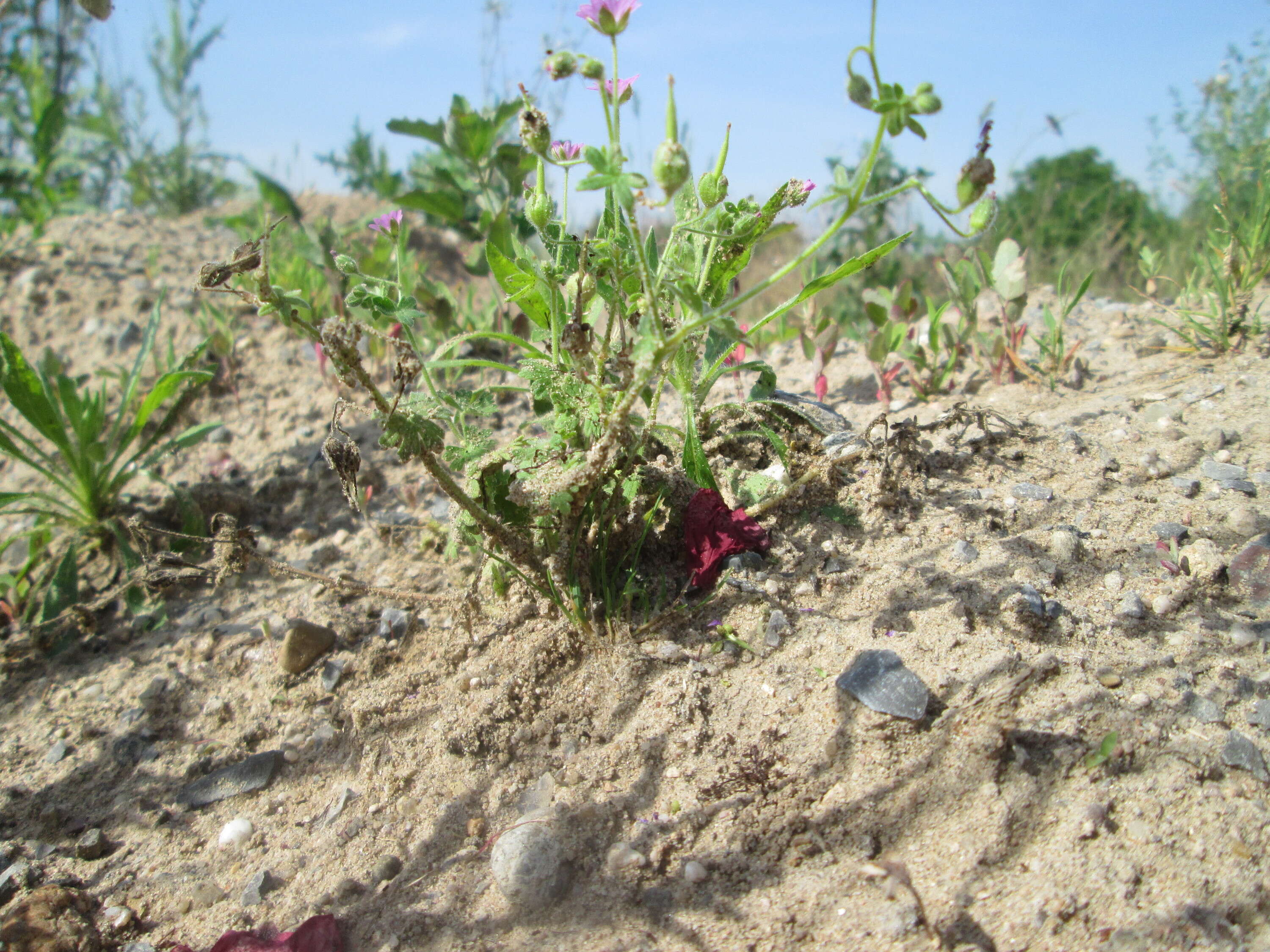 Imagem de Geranium molle L.