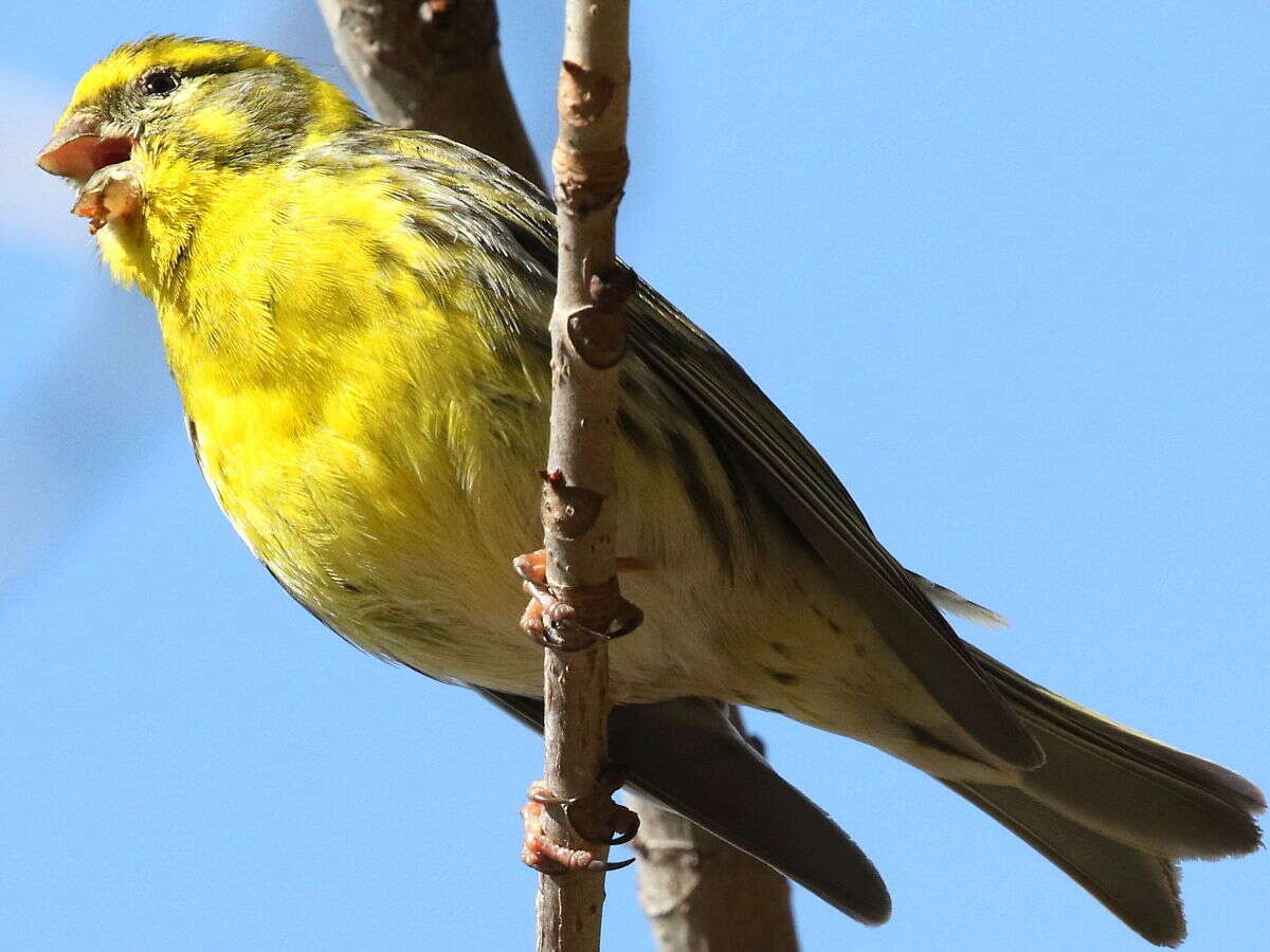 Image of serin, european serin