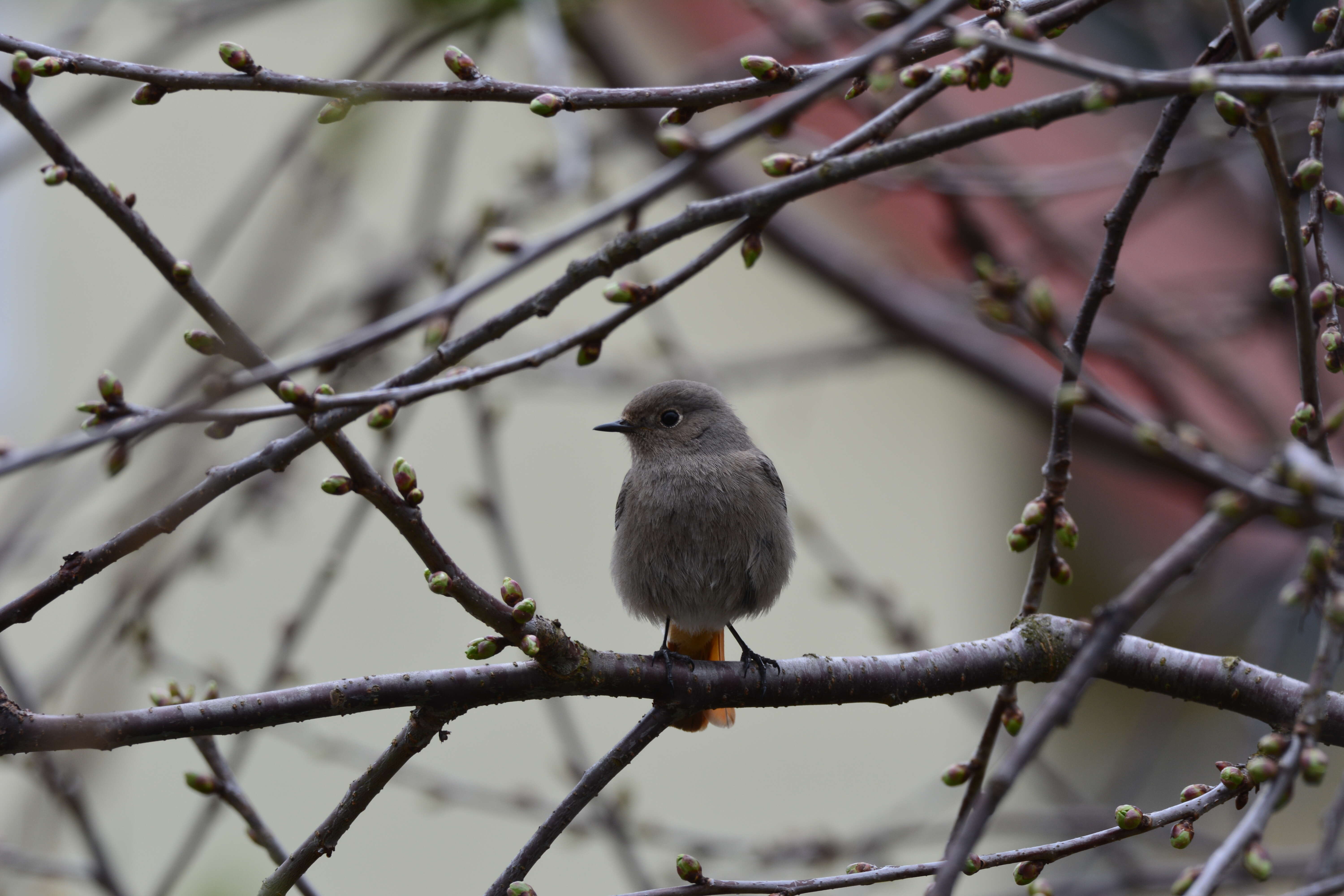 Image of Black Redstart