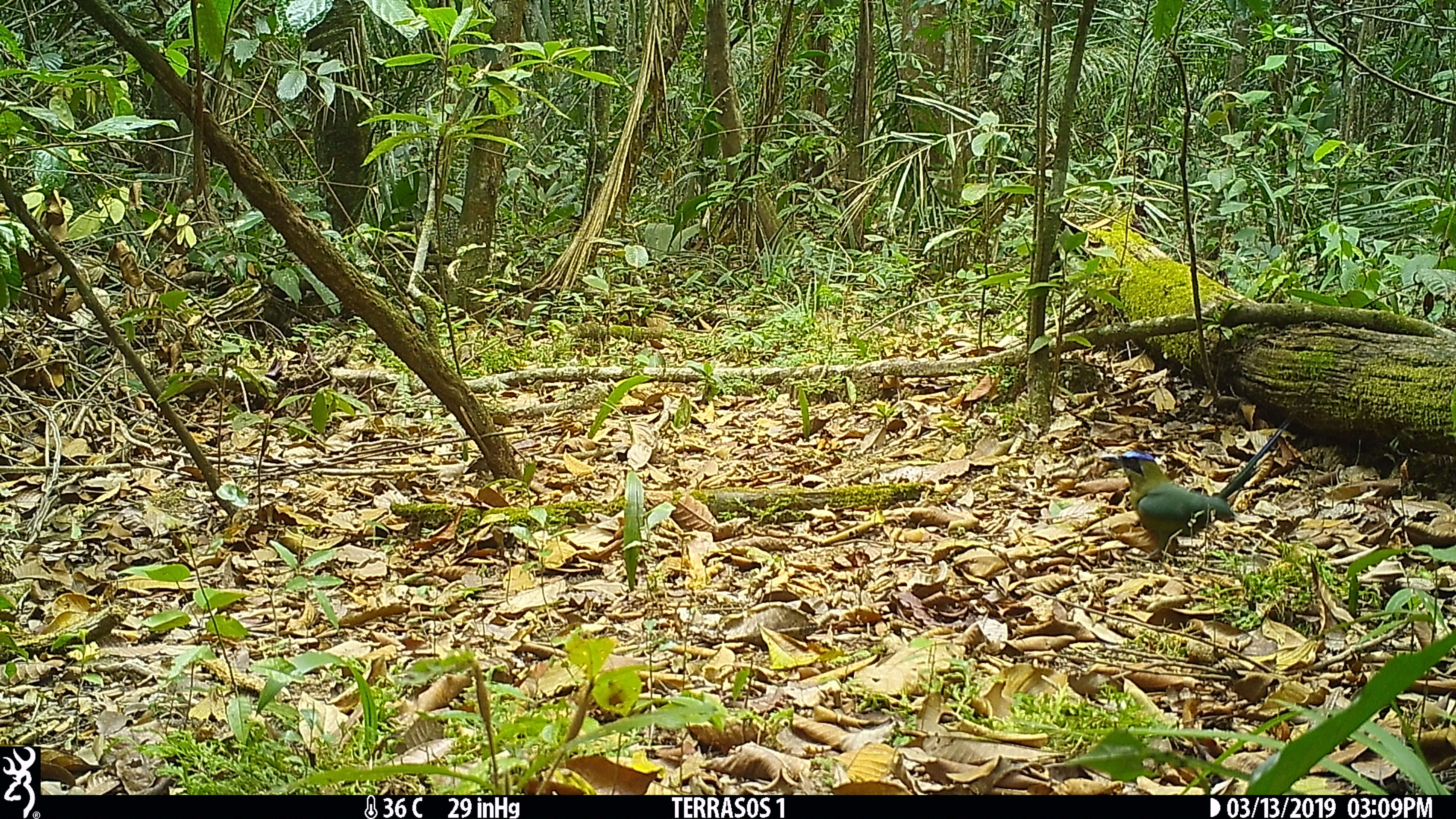 Image of Amazonian Motmot