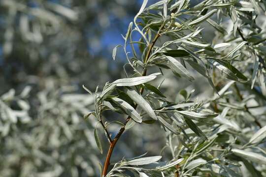 Image of Pyrus salicifolia Pall.