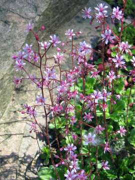 Image of Saxifraga umbrosa L.