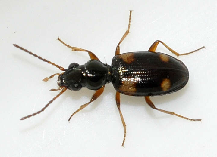 Plancia ëd Bembidion (Bembidion) quadrimaculatum (Linnaeus 1760)