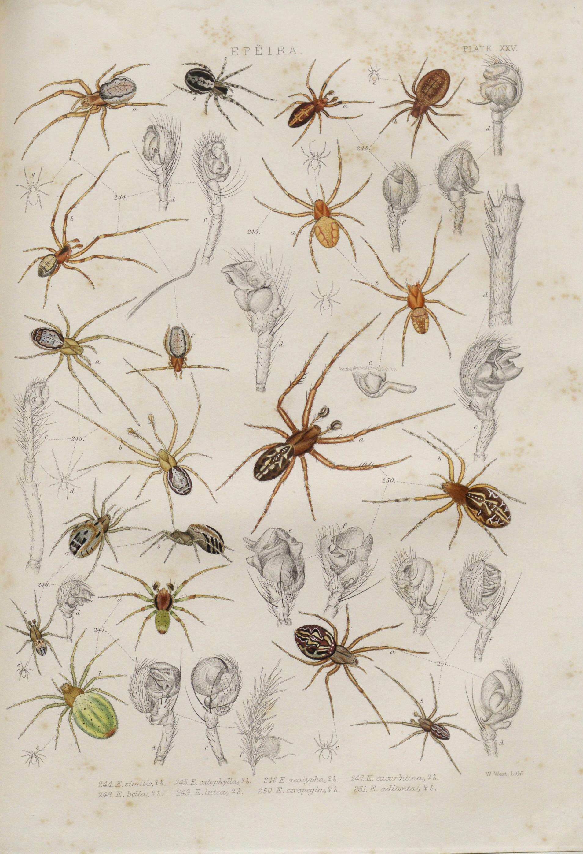 Image of Aculepeira ceropegia (Walckenaer 1802)