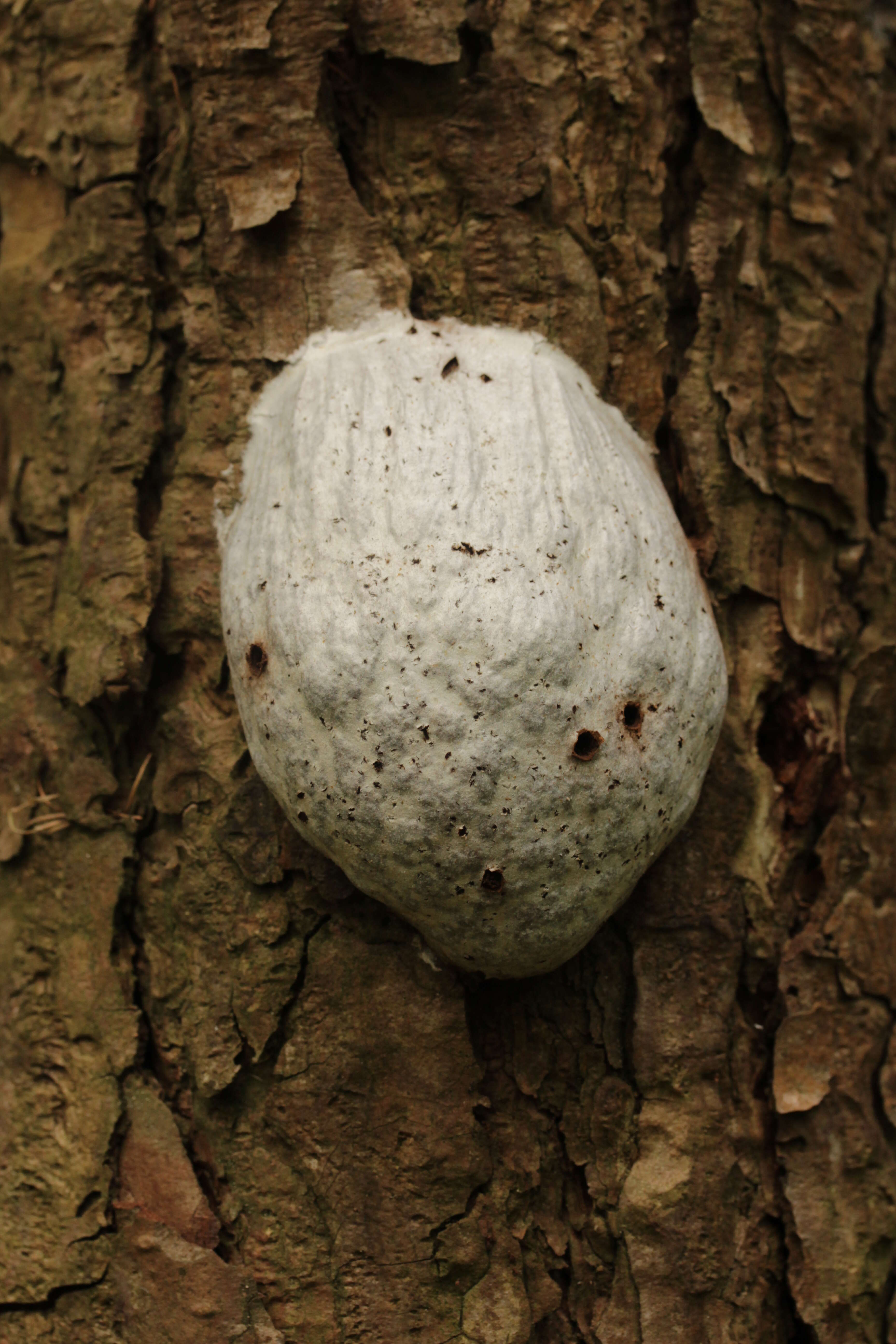 Image of Reticularia lycoperdon