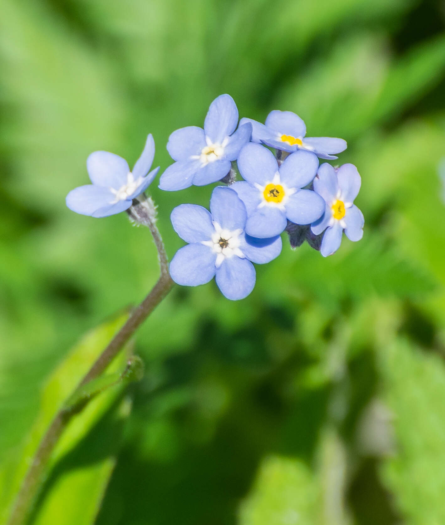 Image of field forget-me-not