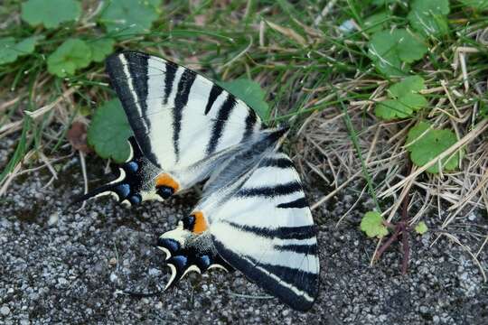 Image of Iphiclides