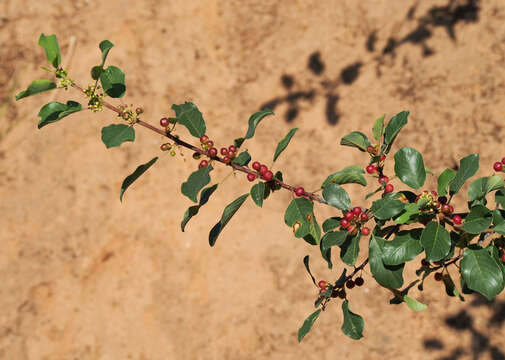 Image of Alder Buckthorn