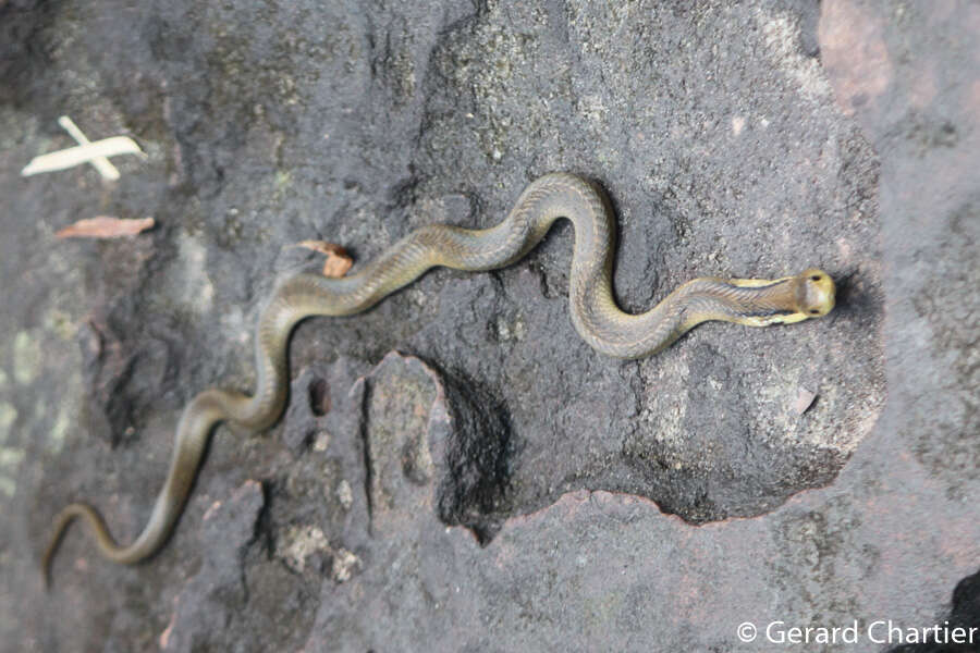 Image of Black And White Spitting Cobra