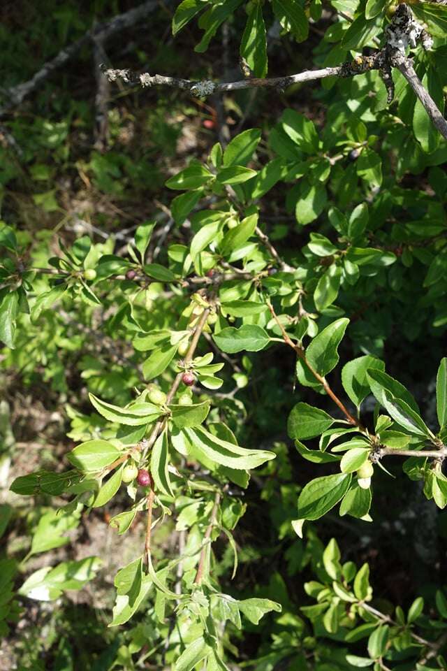 Image of Cornelian cherry dogwood