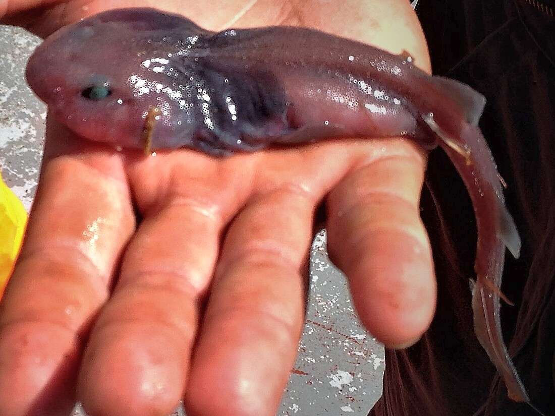 Image of Lollipop Catshark