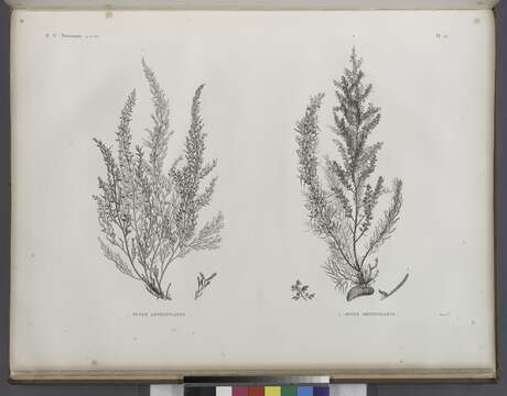 Image of Fucus Linnaeus 1753