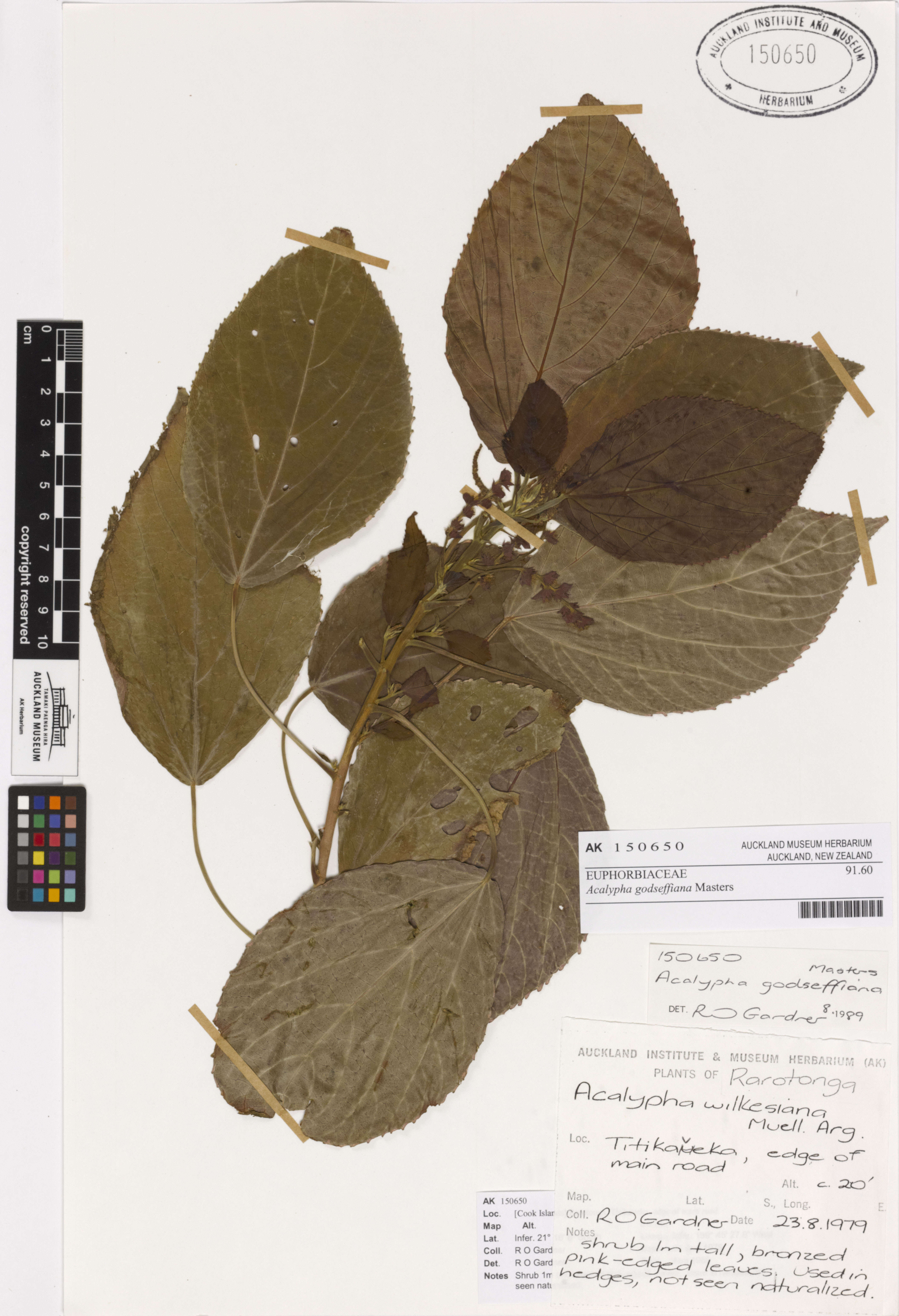 Image de Acalypha wilkesiana Müll. Arg.