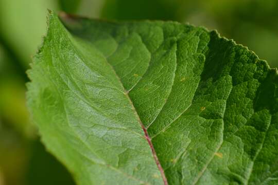 Image of Elecampane