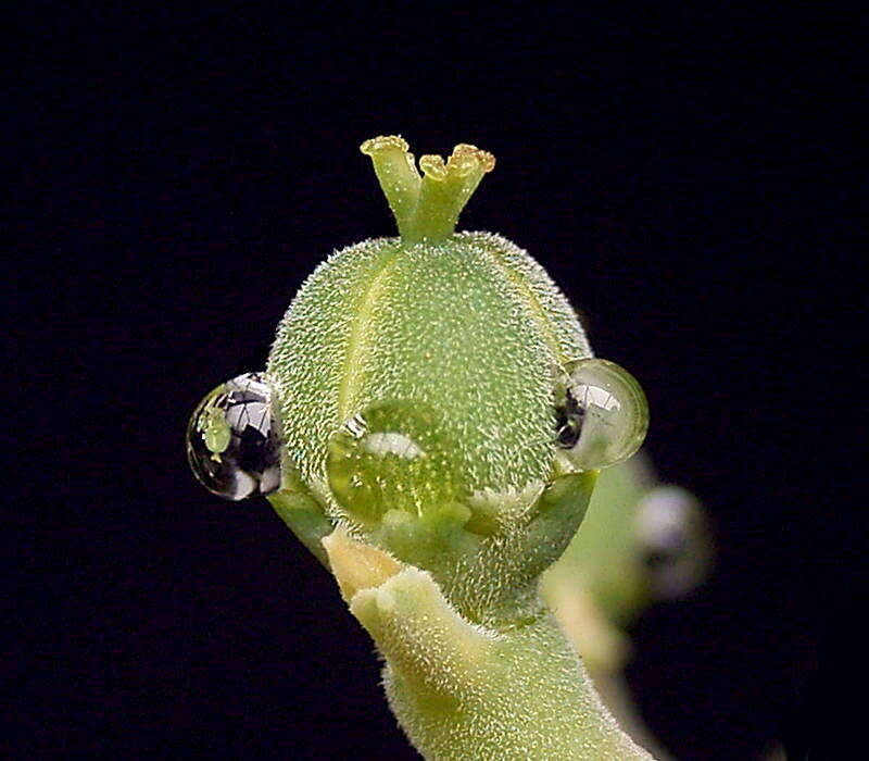 Image of Euphorbia meloformis Aiton