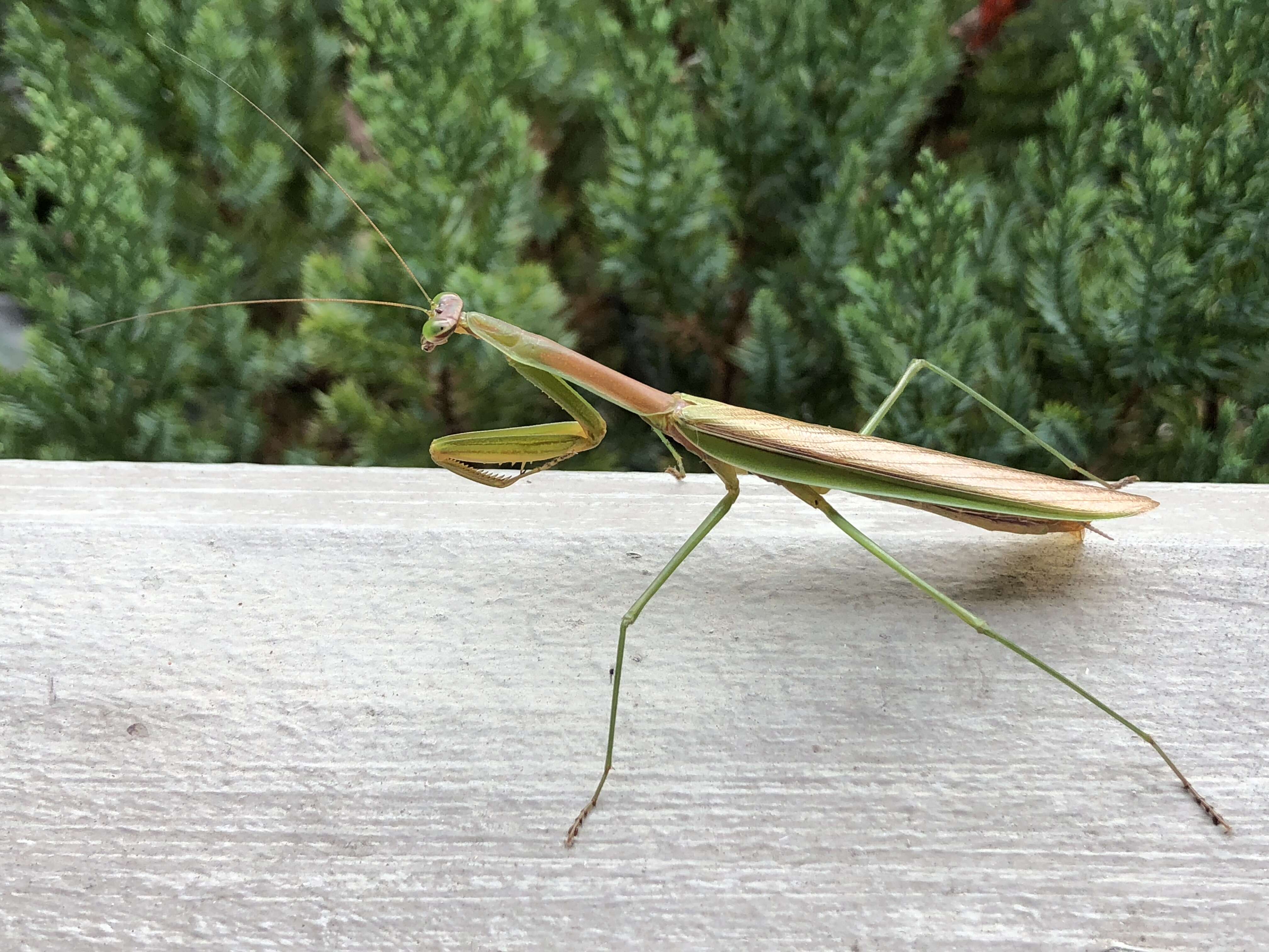 Image of Chinese mantis