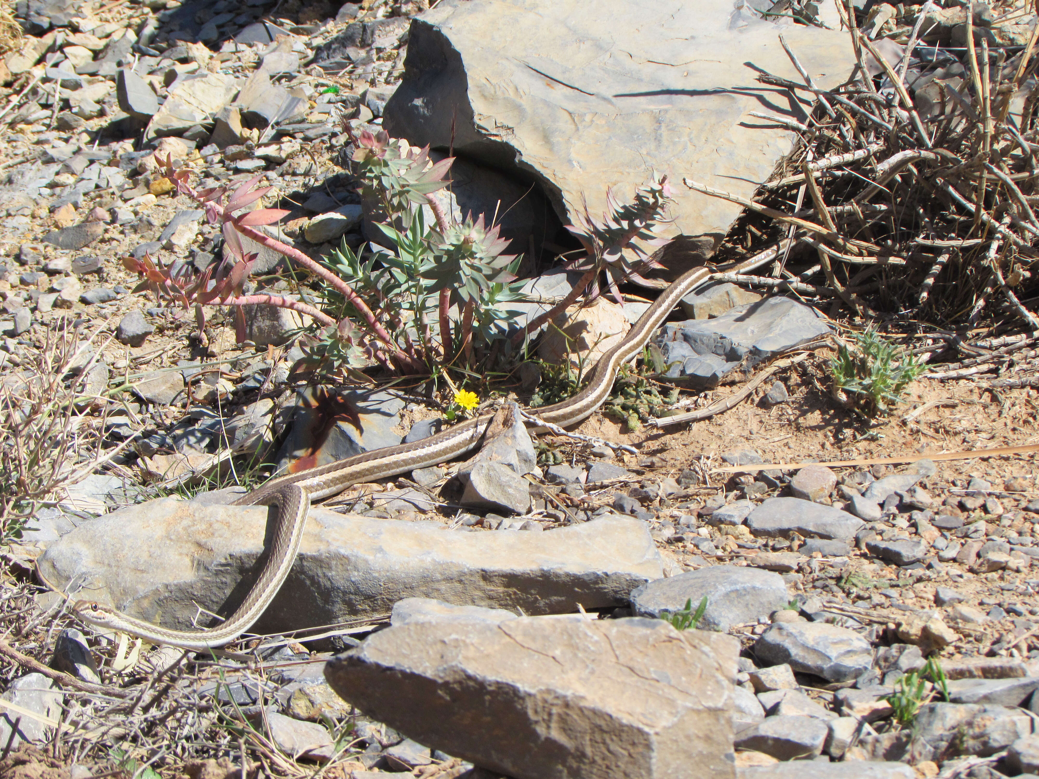 Image of Schokari sand racer