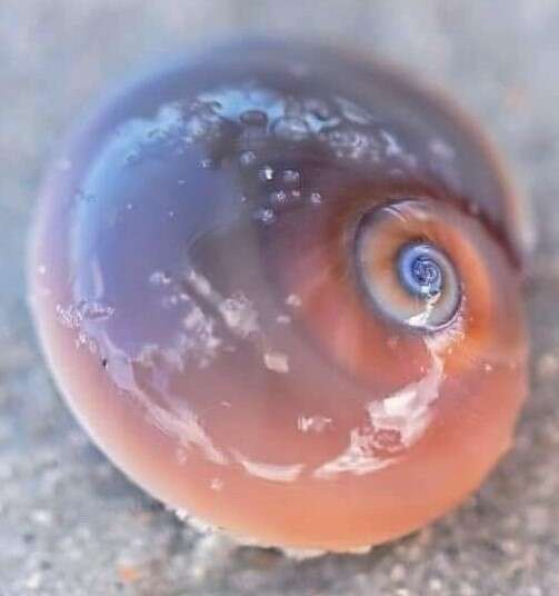 Image of lobed moonsnail