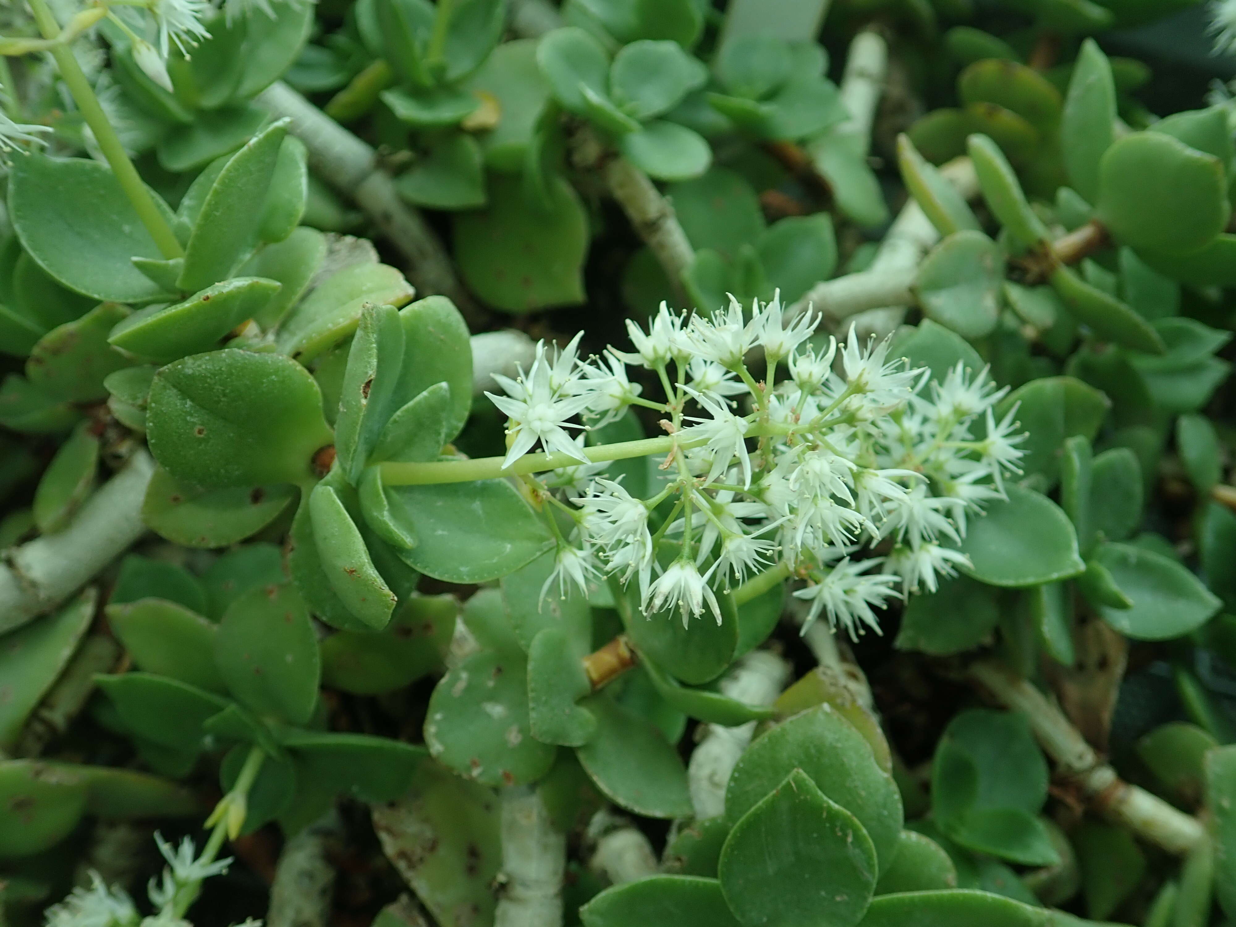 Image of Crassula lactea