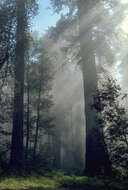 Image of redwood