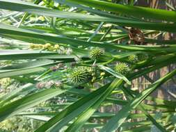 Image of Branched Bur-reed