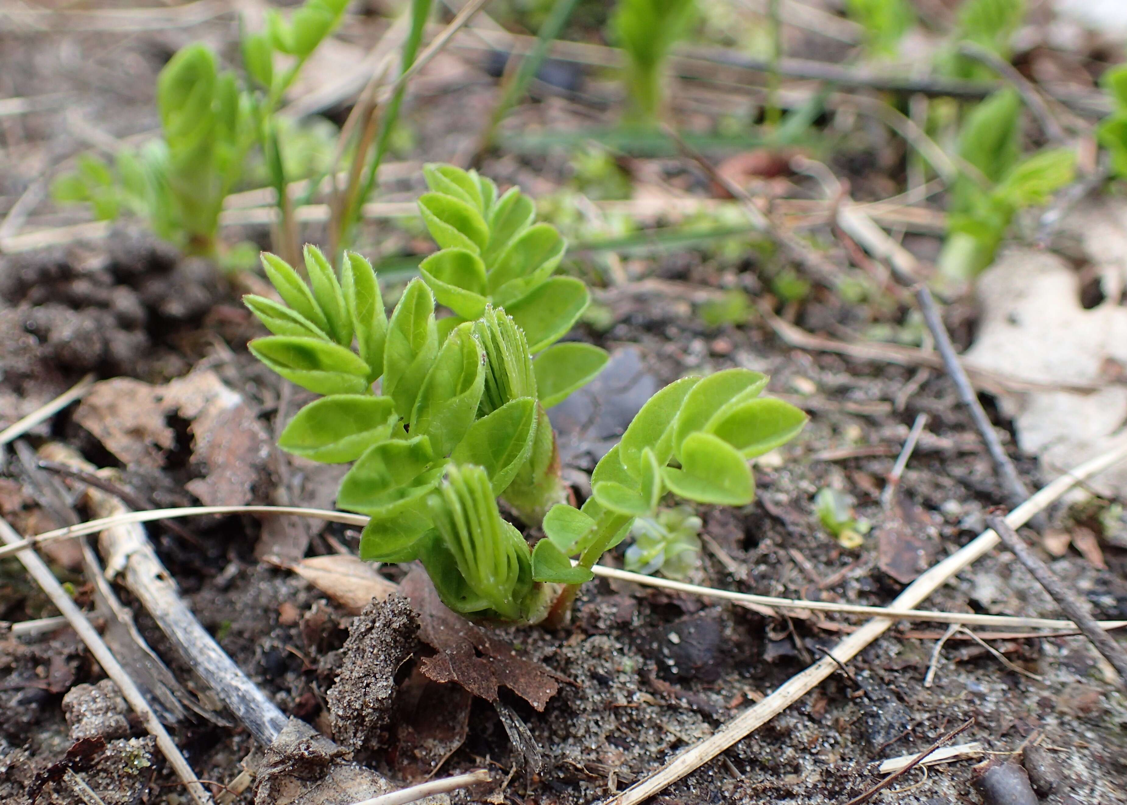 Image of licorice milkvetch